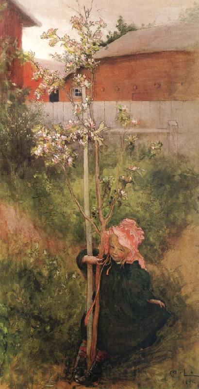 Carl Larsson Apple Blossoms Norge oil painting art